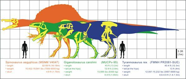 Size comparisons of Spinosaurus, Giganotosaurus And Tyrannosaurus rex.
